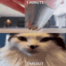 1minute Timeout Cat GIF - 1minute Timeout Timeout Cat GIFs