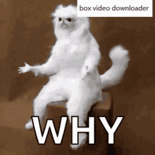 Box Video Downloader Why GIF - Box Video Downloader Why Confused GIFs