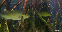 Fish Green GIF - Fish Green Underwater GIFs