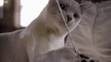 Cat Whiskers GIF - Cat Whiskers Prey GIFs