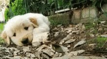 Puppy Play GIF - Puppy Play Leaves GIFs