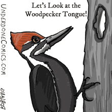 Wood Pecker Tongue Underdone Comics GIF - Wood Pecker Tongue Underdone Comics Webcomic GIFs