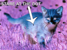 Cute Cat GIF - Cute Cat Hipnotizing GIFs