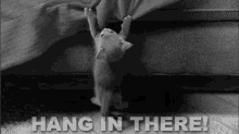 Hang In There GIF - Hang Hang In There Cat GIFs
