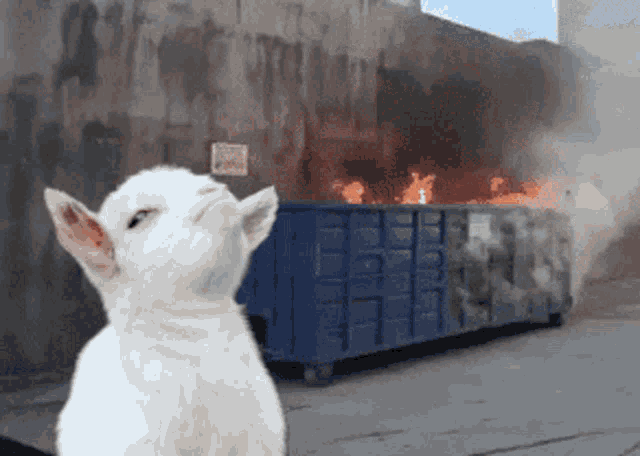 Goat Dumpster Fire GIF - Goat Dumpster Fire 2020 - Discover & Share GIFs
