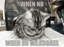 No Milkshake Sad Cats GIF - No Milkshake Milkshake Sad Cats GIFs