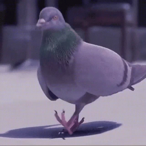pigeon-vibes.gif