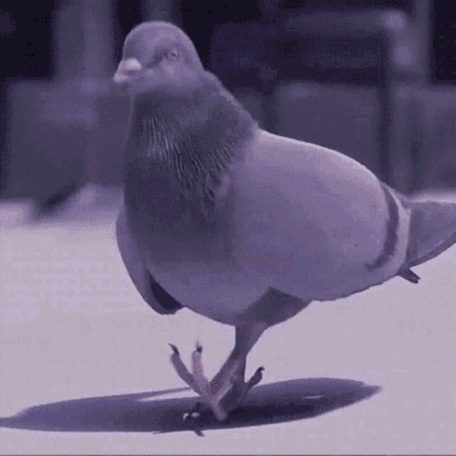 Pigeon Vibes GIF - Pigeon Vibes Emmit Fenn GIFs