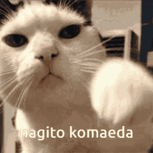 Nagito Komaeda GIF - Nagito Komaeda Nagitokomaeda GIFs