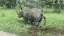 Rhino Poop GIFs | Tenor
