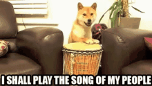 doge song of my people cute funny animals doge song of my people cute funny animals