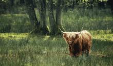 cowcow cows sup chewing cowcow cows sup chewing
