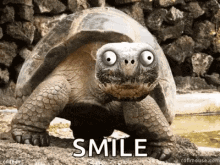 Turtle Funny Animal GIF - Turtle Funny Animal Crazy Animal GIFs