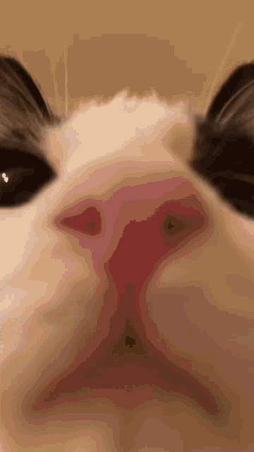 Loaf Cat Messages From The Stars GIF - Loaf Cat Messages From The Stars Pog Cat GIFs