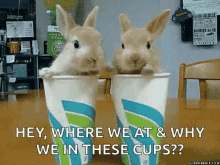 Funny Animals Drinks GIF - Funny Animals Drinks Bunny GIFs