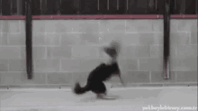Somersault Dog GIF - Somersault Dog GIFs