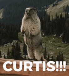 Curtis Scream GIF - Curtis Scream Marmot GIFs