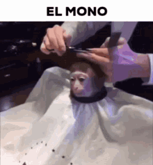 El Mono El Mono Haircut GIF - El Mono El Mono Haircut Monke Haircut GIFs