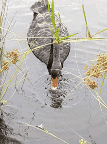 Black Swan Bird GIF - Black Swan Swan Bird GIFs