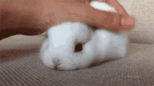 Bunny Cute GIF - Bunny Cute Baby GIFs