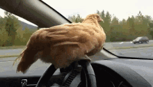 курочка рулит управляет машиной GIF - Hen Driving Steering GIFs