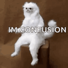 Confused Confusion GIF - Confused Confusion Cat GIFs