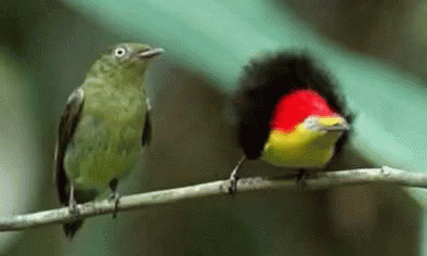 Bird GIF - Bird - Discover & Share GIFs
