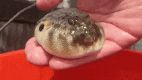Fish Spit GIF - Fish Spit Sea Creature - Discover & Share GIFs
