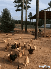 Chickens All GIF - Chickens All Those - Discover & Share GIFs
