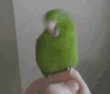 birds bird neckroll parakeet funnybirds