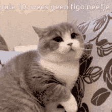 Figo Dimdem GIF - Figo Dimdem Cat Love GIFs