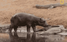Oh Look! A Toothbrush! Just What I Needed! GIF - Hippopotamus Crocodile GIFs