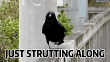 Strut Raven GIF - Strut Raven Catwalk GIFs