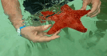 Starfish Caribbean GIF - Starfish Caribbean Sea Creatures GIFs