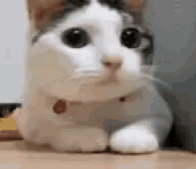 Love You Funny Animals GIF - Love You Funny Animals Wow GIFs
