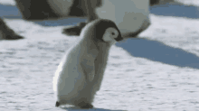 Penguin GIF - Penguin Running Late GIFs