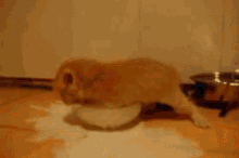 Kitten Cat GIF - Kitten Cat Cute GIFs