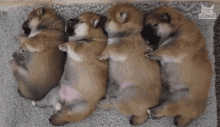 Pile Of Puppies Newborn GIF - Pile Of Puppies Newborn Blissfully Dreaming GIFs