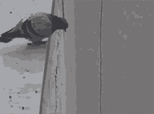Suicide Pigeon Jumps Off Building Suicidepigeon GIF - Suicide Pigeon Jumps Off Building Pigeon Suicidepigeon GIFs