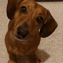 Dachshund Dog GIF - Dachshund Dog Wonder GIFs