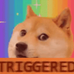 triggered-doge.gif