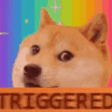 Triggered Doge GIF - Triggered Doge GIFs
