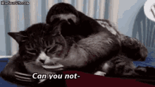No Tears Just Dreams  GIF - Cat Otter Friends GIFs