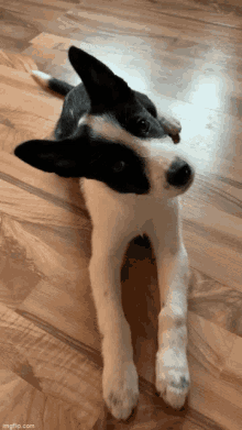 Border Collie GIF - Border Collie Puppy GIFs
