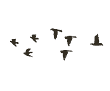 fly wings