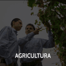 Agricultura Agriculture GIF - Agricultura Agriculture Plants GIFs