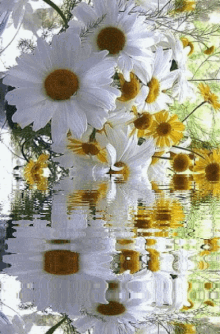 Flower Water Whites GIF - Flower Water Whites GIFs