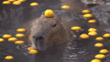Capybara Orange GIF - Capybara Orange Surprised GIFs