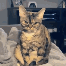 Angry Cat Unhappy Cat GIF - Angry Cat Unhappy Cat Cat Unhappy GIFs