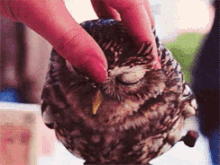 animal owl cute pet animal owl cute pet